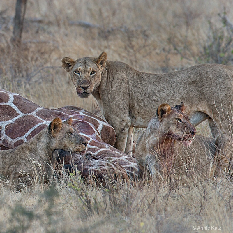 three bloody lions - ID: 13615272 © Annie Katz