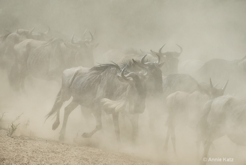 running of the wildebeest - ID: 13615636 © Annie Katz
