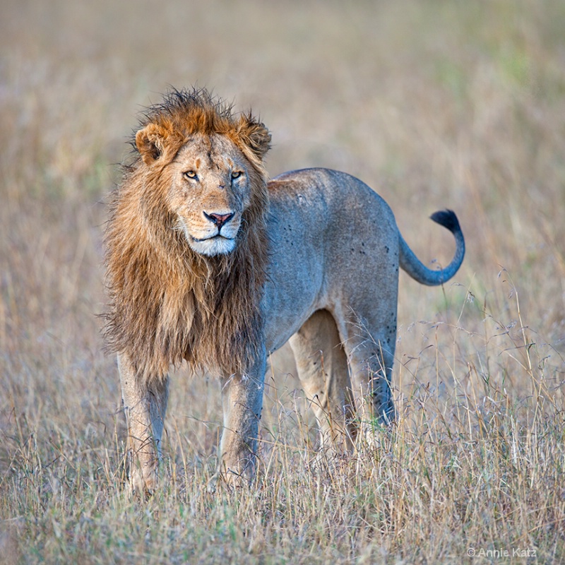 scruffy male lion - ID: 13615641 © Annie Katz