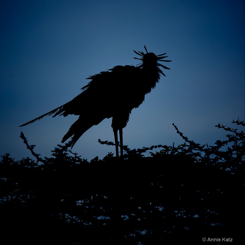secretary bird silhouette - ID: 13615645 © Annie Katz