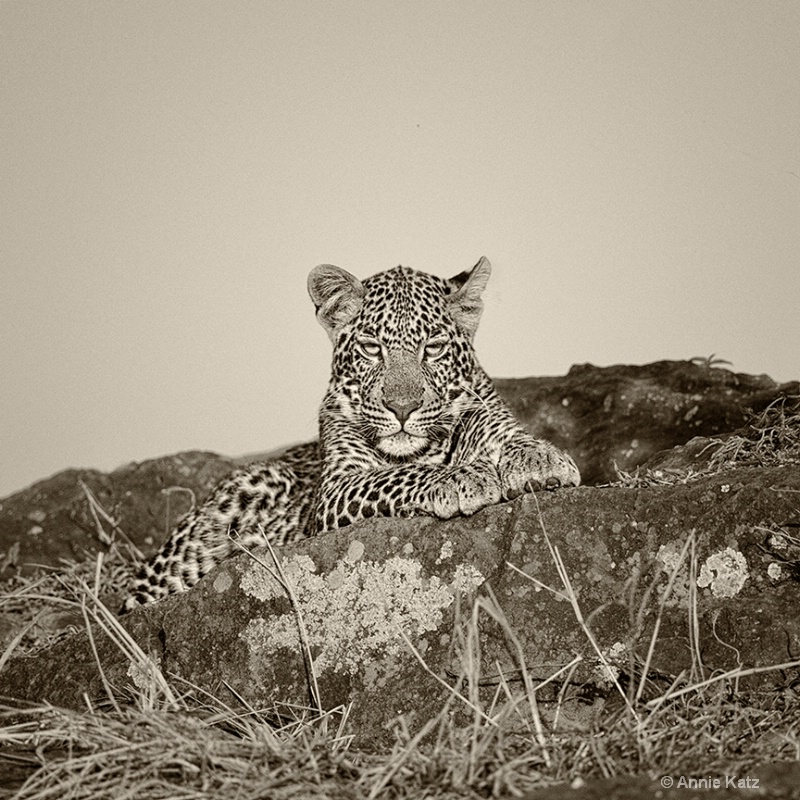 sepia leopard - ID: 13615647 © Annie Katz