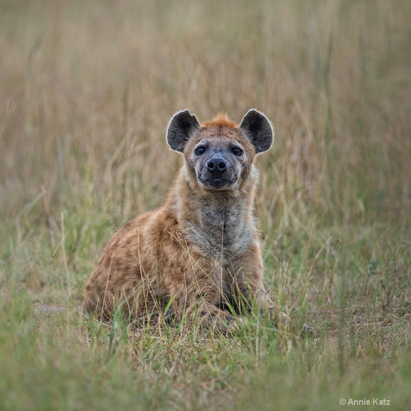 spotted hyena - ID: 13615659 © Annie Katz