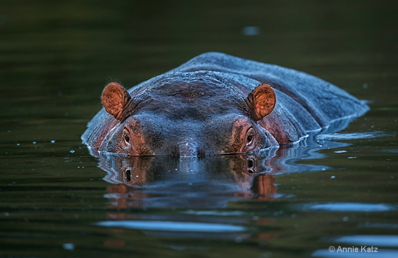 sunset hippo - ID: 13615675 © Annie Katz
