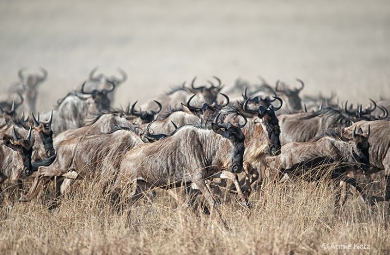 thundering herds - ID: 13615688 © Annie Katz
