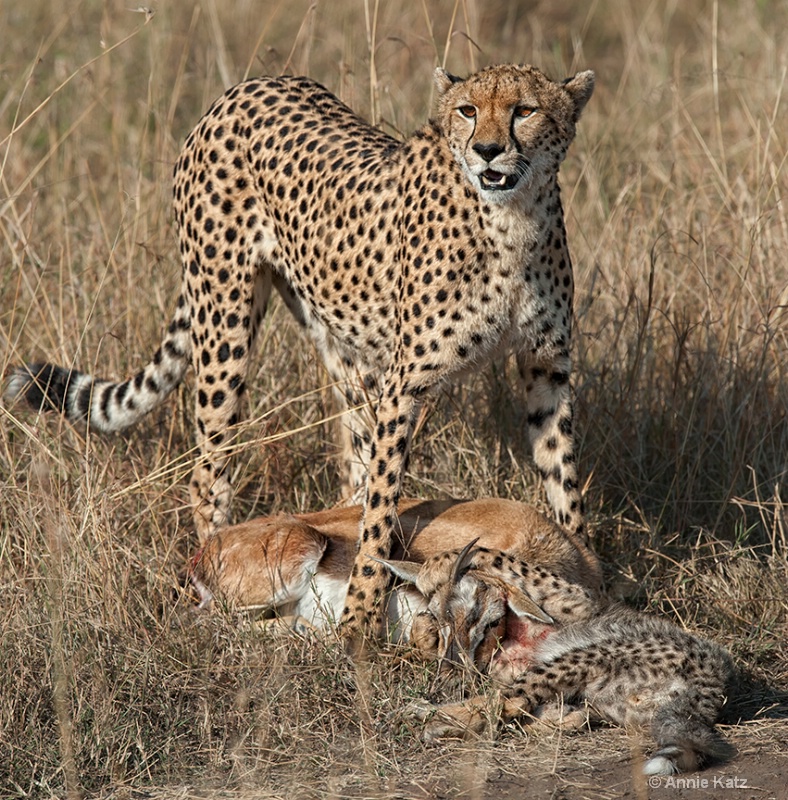 under the guidance of momma - ID: 13615699 © Annie Katz