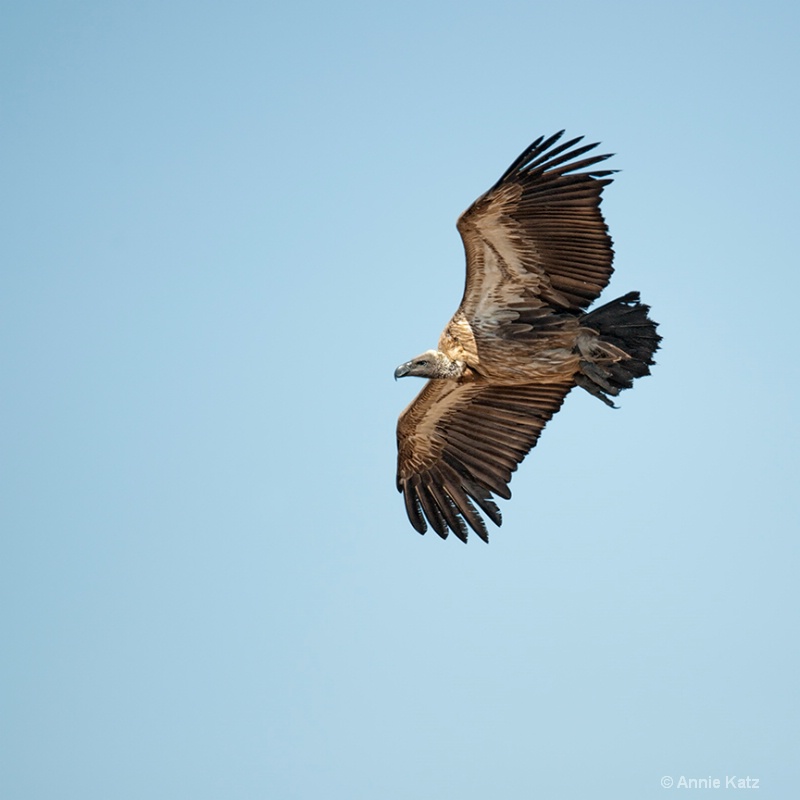 vulture - ID: 13615700 © Annie Katz