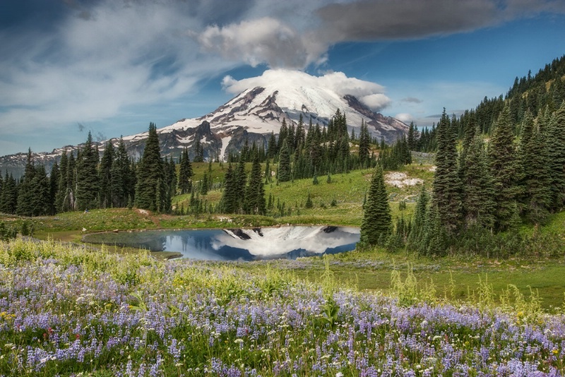 Wildflowers And Mt. Rainier Reflection