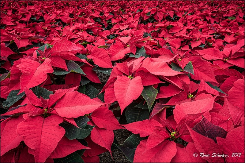 Poinsettias!!