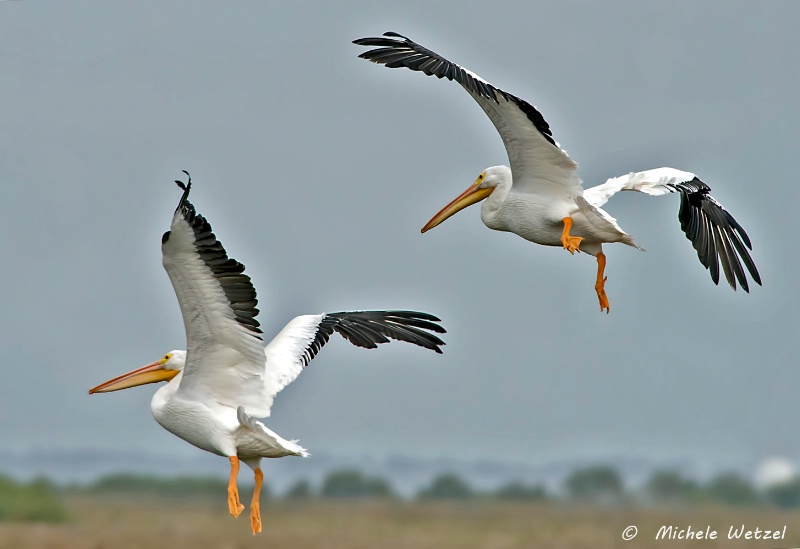 White Pelicans