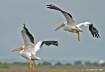 White Pelicans