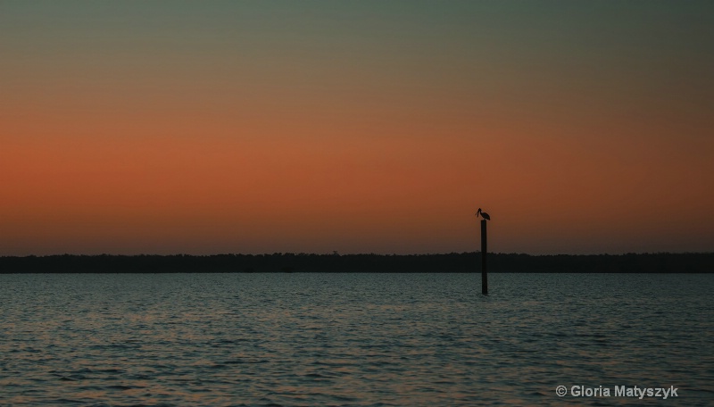 Yawning pelican before sunrise, Everglades, FL