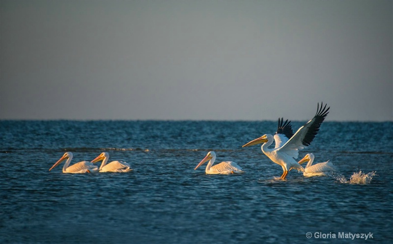 White Pelicans, Everglades, FL
