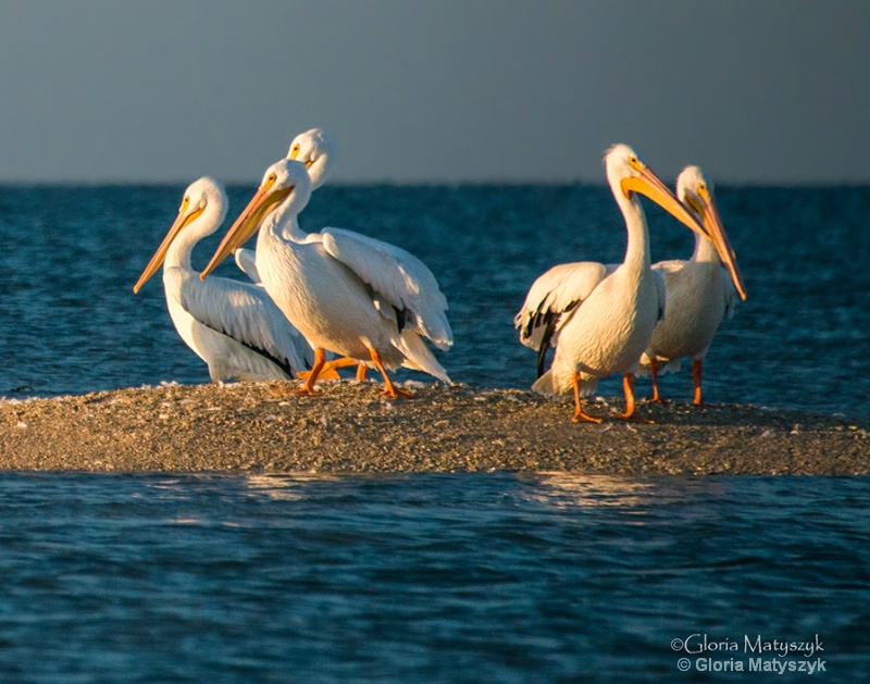White Pelicans after sunrise, Everglades, FL