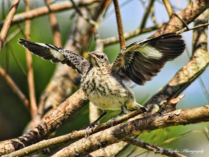 First Flight