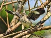 First Flight