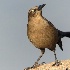 © Leslie J. Morris PhotoID # 13616600: Female Great-tailed Grackle