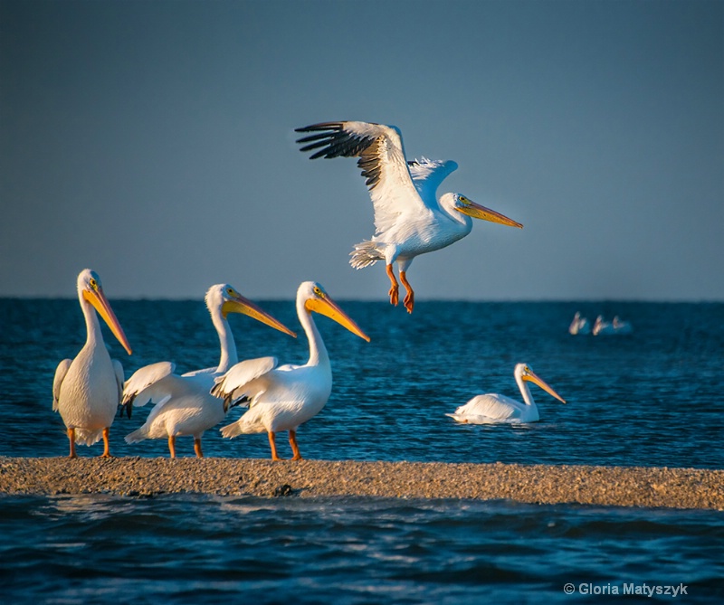 White pelican in flight, Everglades, FL