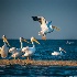 © Gloria Matyszyk PhotoID # 13616616: White pelican in flight, Everglades, FL