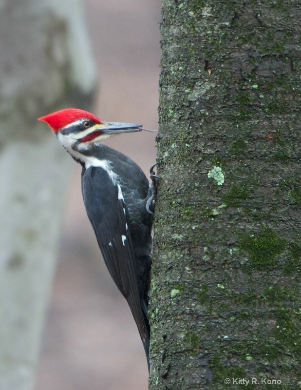 The Tongue of the Pileated Woodpecker
