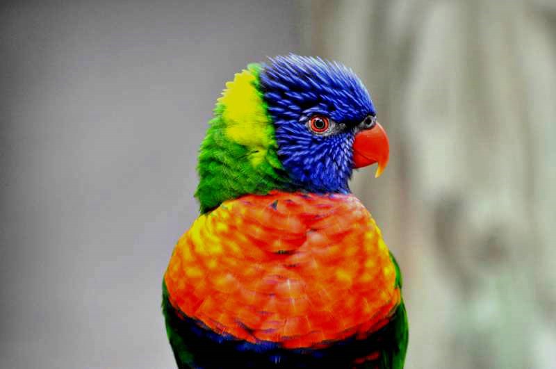 Beautiful Lorikeet