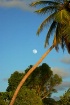 Moon Over Palm