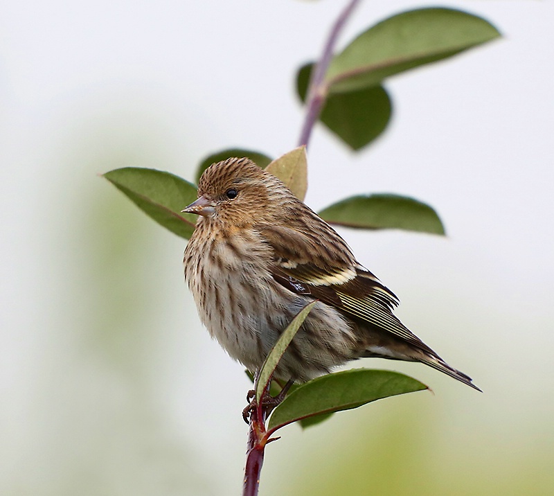 Another Pine Siskin