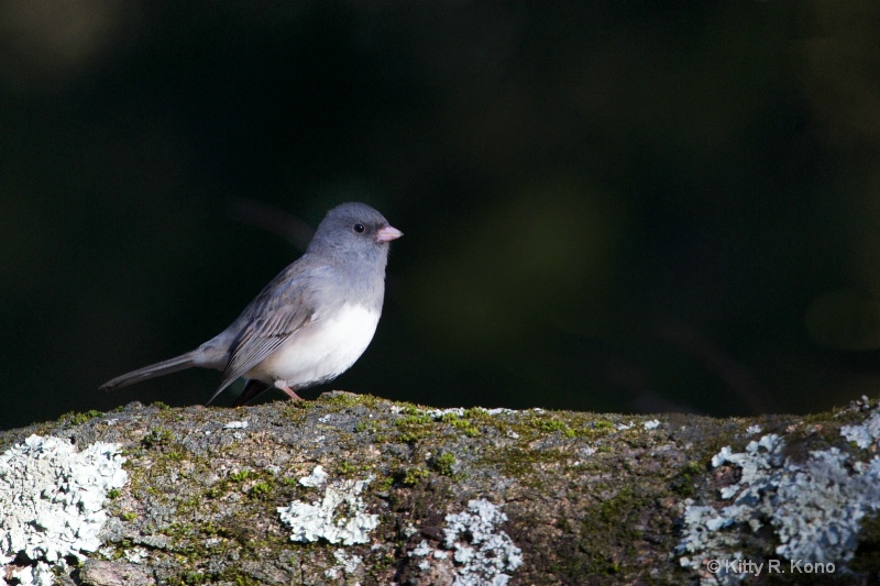 Black Eyed Junco in a Tree