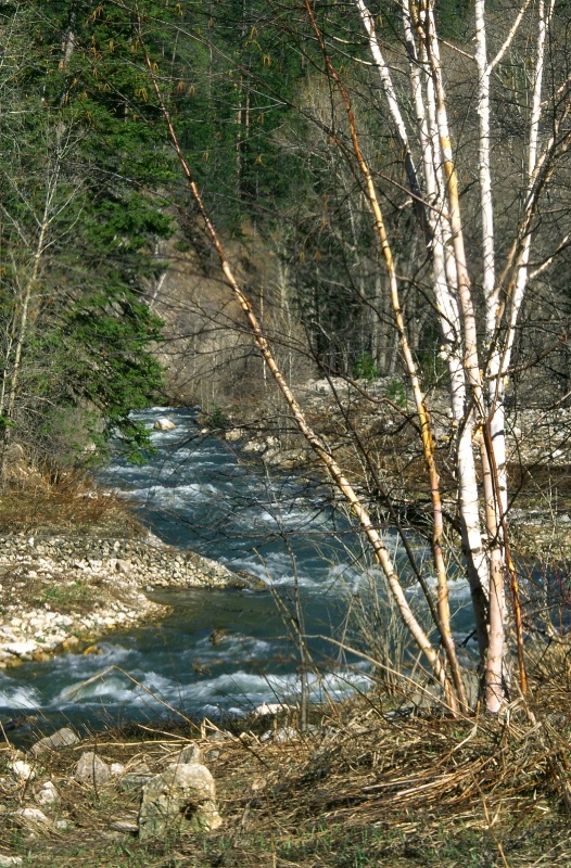 Rushing  Creek