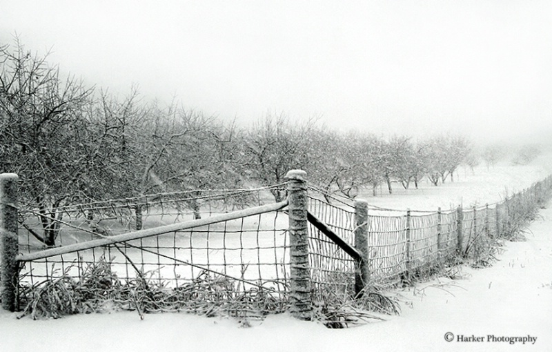 The Snowy Fence