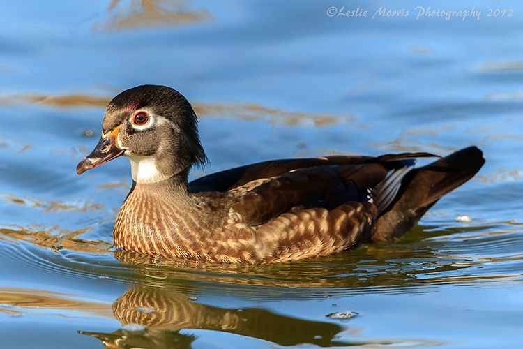 Portrait of a Female Wood Duck - ID: 13619650 © Leslie J. Morris