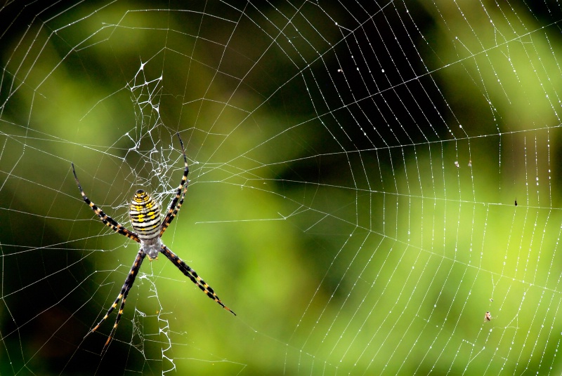 Spiderwen with spider - ID: 13619736 © Bob Miller