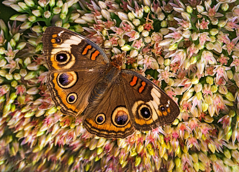 Buckeye butterfly - ID: 13619740 © Bob Miller