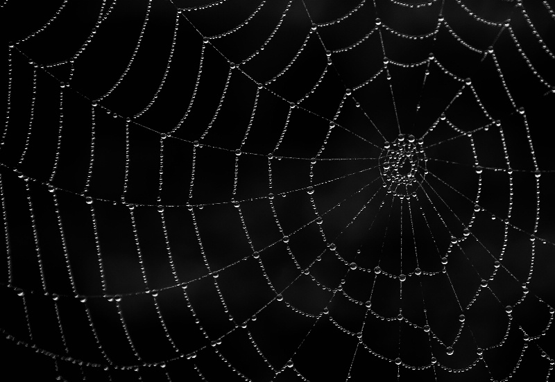Spider web - ID: 13619741 © Bob Miller
