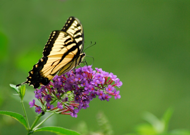 Swallowtail in buddelia bush - ID: 13619746 © Bob Miller