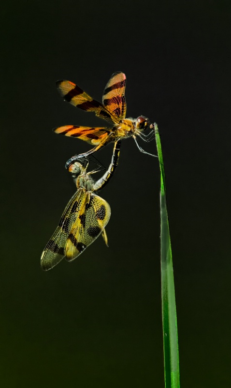 Dragonfly Mating - ID: 13619747 © Bob Miller