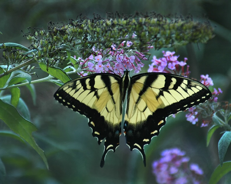 Swallowtail in Buddelia bush - ID: 13619748 © Bob Miller