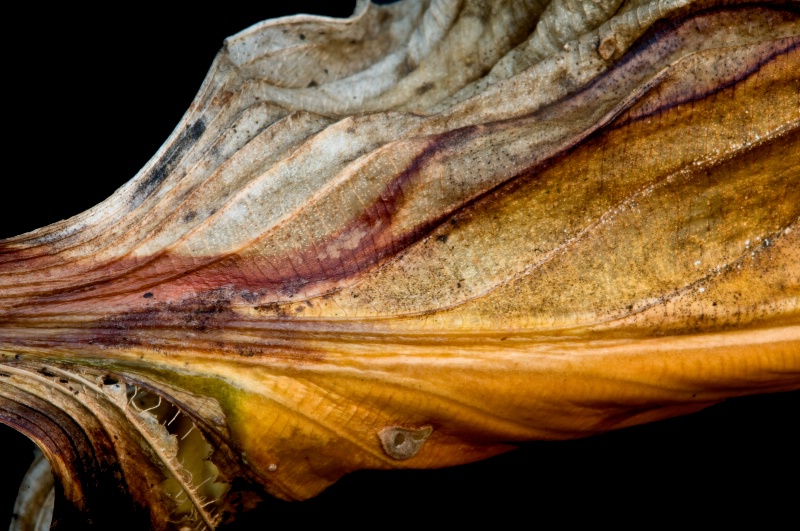 Hosta leaf #3 - ID: 13619769 © Bob Miller