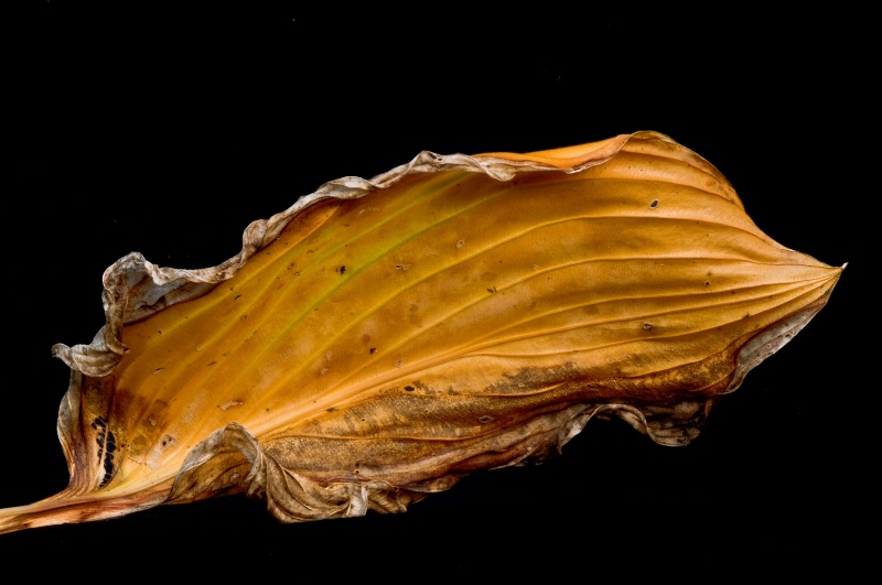 Hosta leaf #2 - ID: 13619770 © Bob Miller
