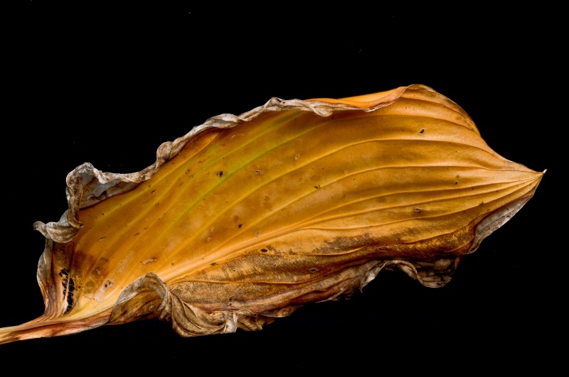 Hosta leaf #2 - ID: 13619770 © Bob Miller