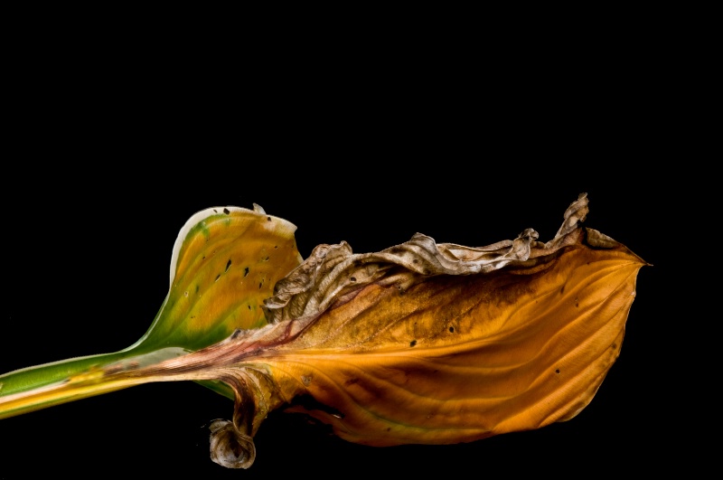 Hosta leaf #1 - ID: 13619771 © Bob Miller