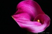 Purple Curves