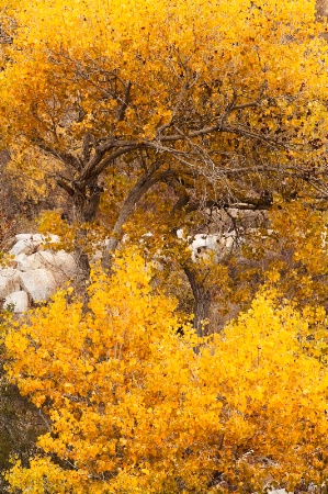 Cottonwood Fall Color