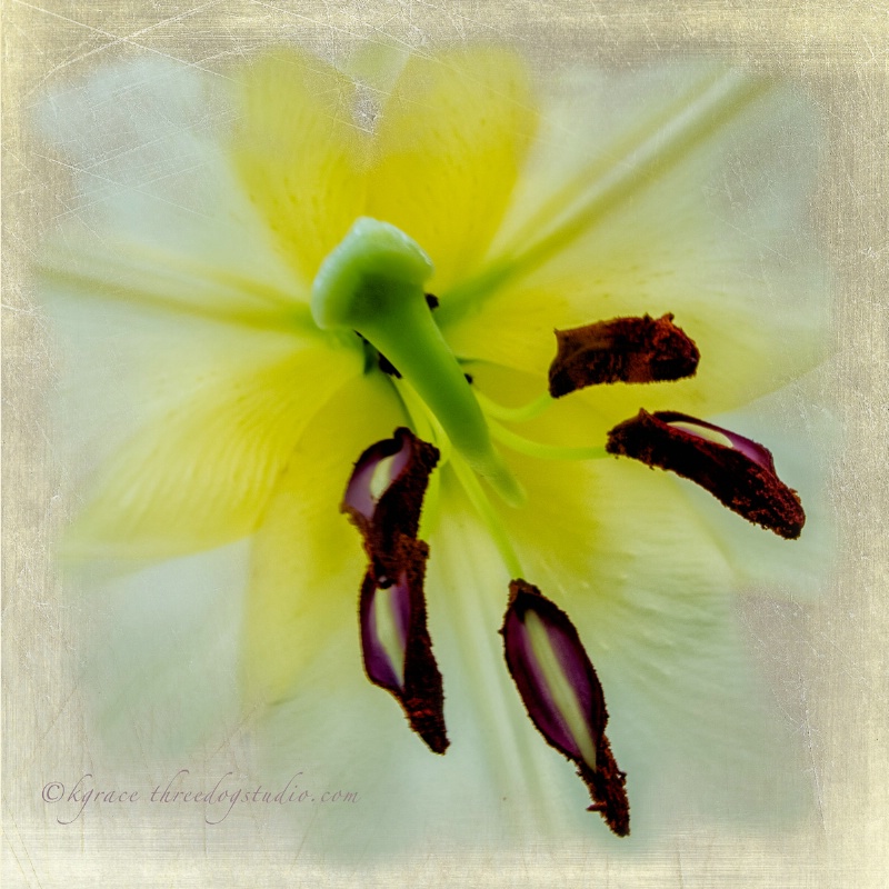 Yellow Lily