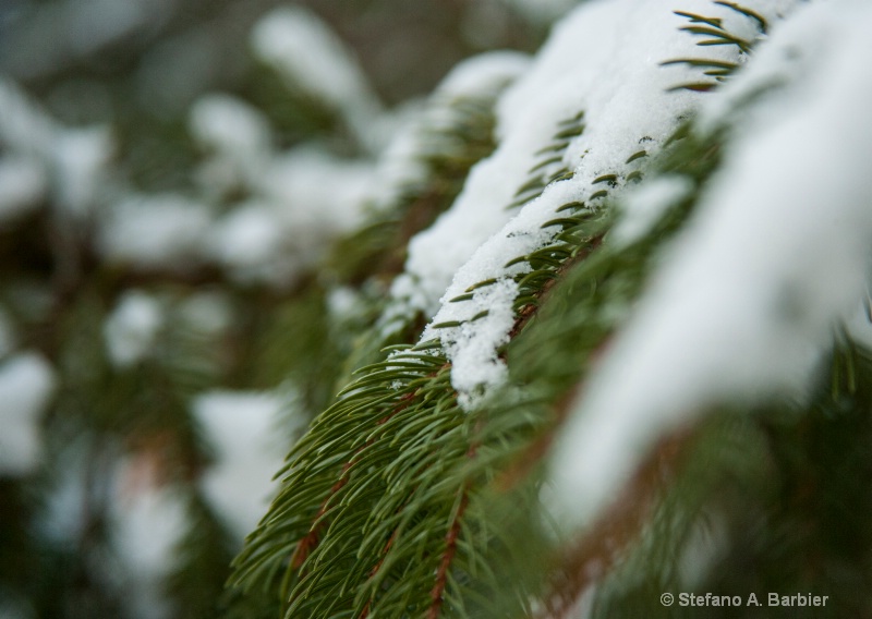 Pine Needles