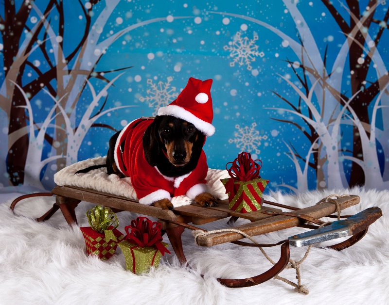 Doxie Clause