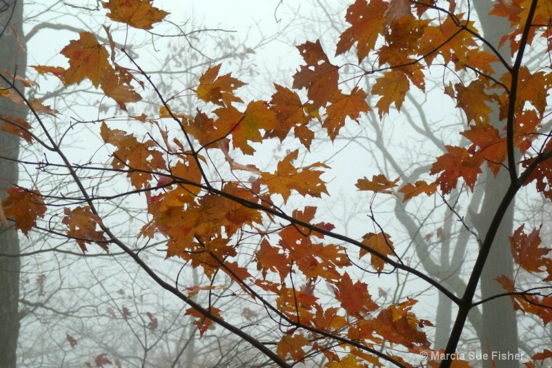Red Leaves in the Fog