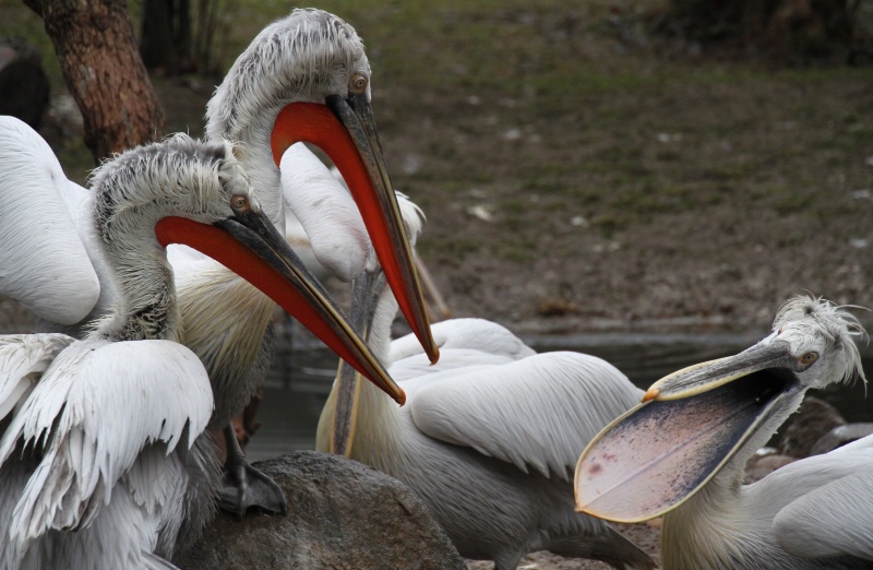 Talking pelicans in Vienna Zoo