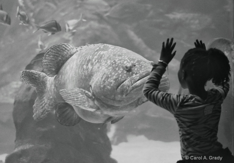 Little Girl and Big Grouper