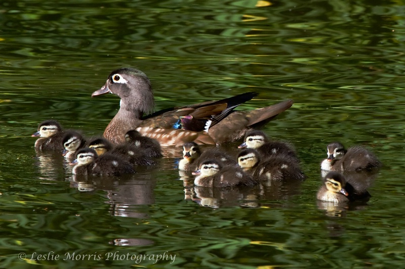 Wood Duck Family - ID: 13620994 © Leslie J. Morris