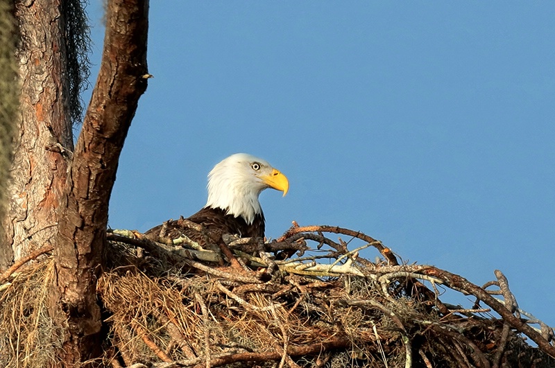 Address Eagle Nest